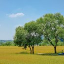 금사근린공원 축구장 이미지