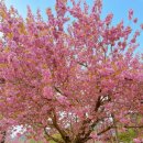 다람쥐신발나라 | 순천 가볼 만한 곳 : 선암사 겹벚꽃 개화시기와 주차 정보, 봄꽃 나들이의 정석