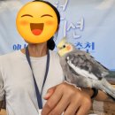 민화 속 반려동물 이미지