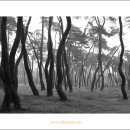 경주삼릉 소나무숲 이미지