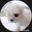 몽글몽글 이미지