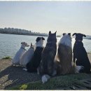 굿데이독 케어센터 이미지