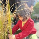 예쁜마음🌾벼 수확했어요!🧡 이미지