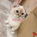 개냥아치 이미지