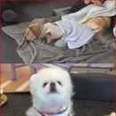 부신농장 이미지