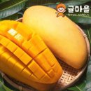 망고 - 송파구 송이로 102 | 망고