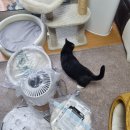 폴짝그루밍 | LG 에어로캣타워 고양이 털 공기청정기 장점 집사 선물