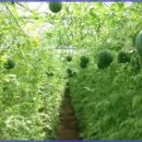 물고기나무 이미지