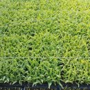 대학찰옥수수 이미지