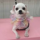 멍멍아 미용하개 이미지