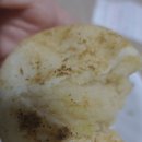 춘천 감자빵 리얼감자가 들어가서 빵인지 감자 인지 구분이 안가요