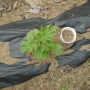 나리슈퍼 이미지