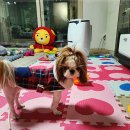 아이러브독 강아지분양 부천점 네이버블로그