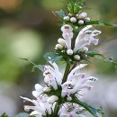 도래기재 이미지