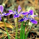 헵시바(HEPBSIBAH) 이미지