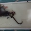 페스콤방역 이미지