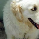 멋진강아지 이미지