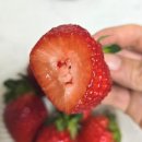 영농조합법인 가림농산 | 마켓 컬리 유명산지 설향딸기 구입후기