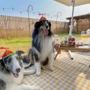 리니스 하우스 이미지