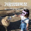 제일목장 | 가평 가볼만한곳 양떼목장 가평 카페 아이랑 후기