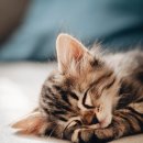 온천장고양이 이미지