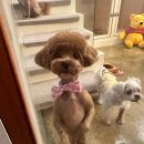 깡지하우스 이미지