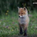 에덴동물병원 네이버블로그