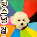 부산애견호텔 강아지 유치원 맘바이 서면본점 이미지