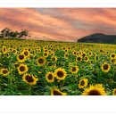 연천 호로고루 해바라기 이미지