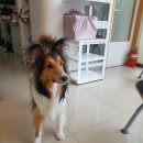 닥터에이스 동물병원 이미지