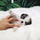 강아지요미독광명