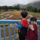 우림할인마트 | 자라섬 꽃 페스타/할매춘천닭갈비/자라섬캠핑장(자라섬 출렁다리)/가평 나무의 꿈 펜션