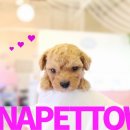 토이 켄넬 이미지