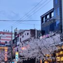 CU울주구영골든점 | [울산 벚꽃명소] 드라이브 하기 좋은 벚꽃길 뚜벅이 추천 벚꽃 봄나들이 장소