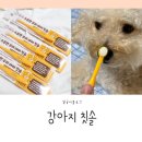 가을이네 강아지칫솔 매일 사용한 후기!