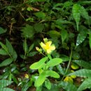 수망리 산마장 잣성 이미지