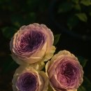 블루문(BlueMoon) | 블루문스톤/Blue Moon Stone