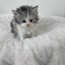 오독안심분양센터 강아지분양 고양이분양 목동점 이미지