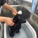 종로애견미용 이미지