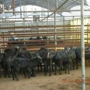 전남흑염소농장 이미지