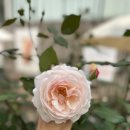 오스티니