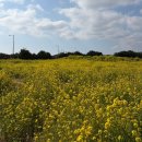 삼일목장 | 3월 제주도 동쪽여행 너무 만족했던 후기2탄 (3.11 유채꽃재배단지 실시간사진,영상)