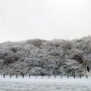 비체올린 이미지