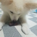 개까까 이미지