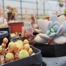 송미농장 이미지