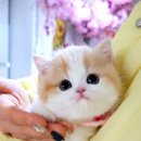 캣프렌즈 이미지