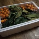 조흥농장 이미지