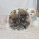 분당고양이분양 고사남 | 분당 고양이무료분양? 셀커크랙스입양 꿈 이룬 후기