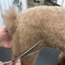 마이뷰티독 이미지