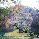 보석사   은행나무 이미지